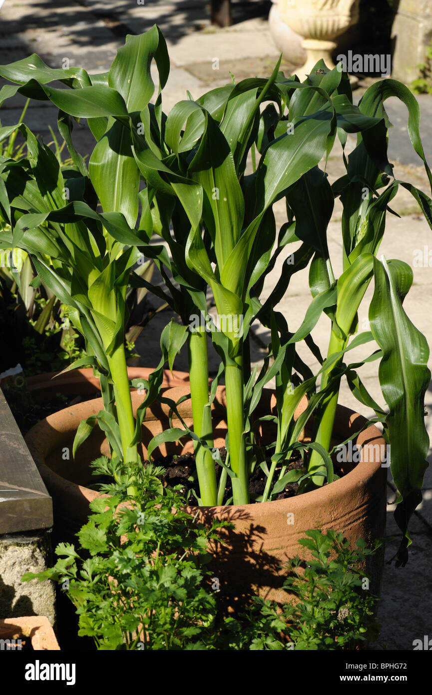 Corn or sweetcorn growing in a terracotta garden container Stock Photo