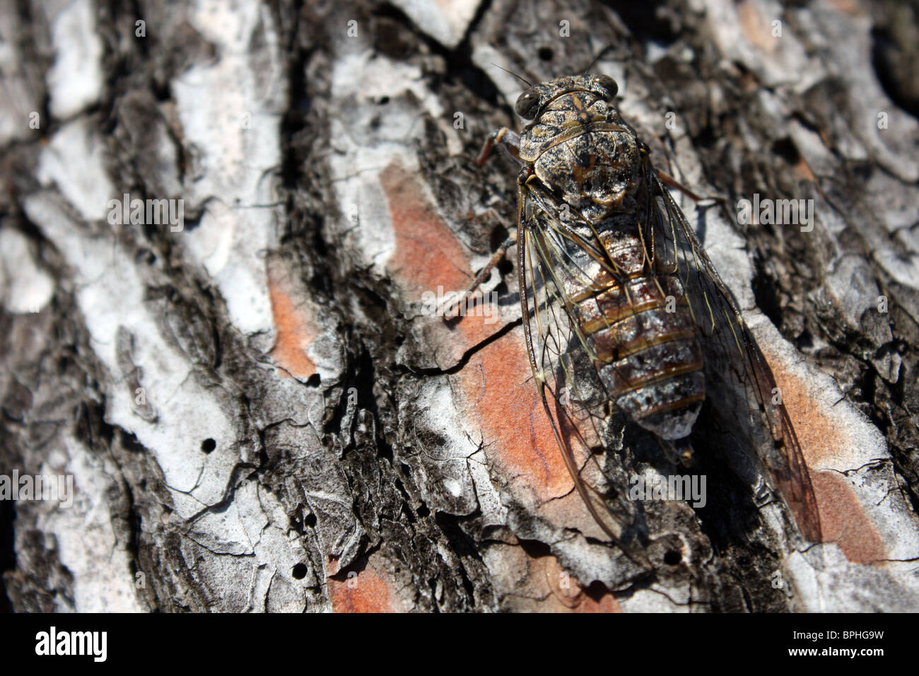 cicada on pine bark, Kornati Islands National Park, Dalmatia, Croatia Stock Photo