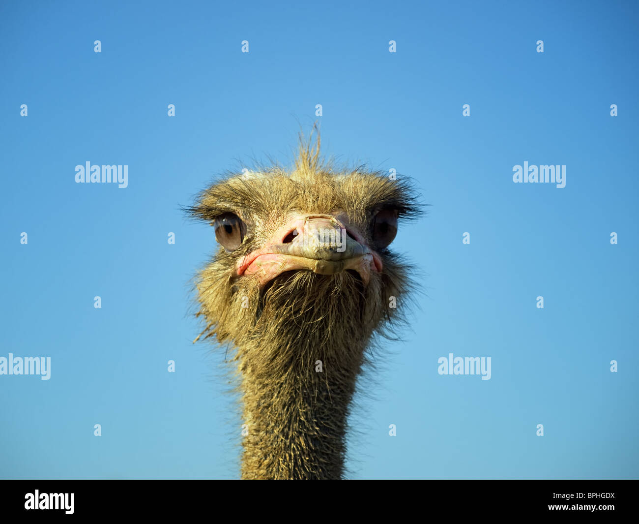 Bird funny hair chick hi-res stock photography and images - Alamy