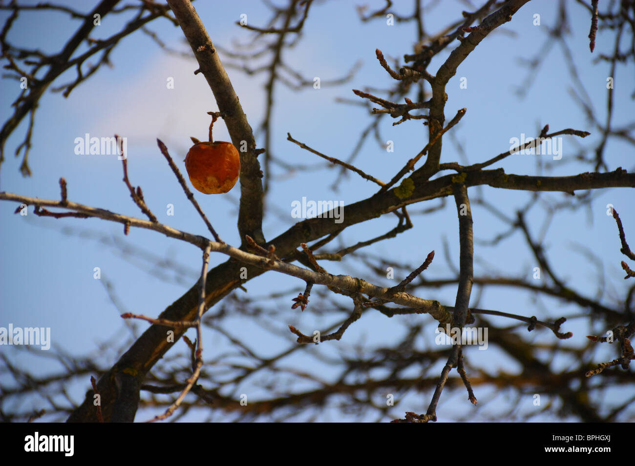 last rotten red apple in the tree on blue background sky Stock Photo