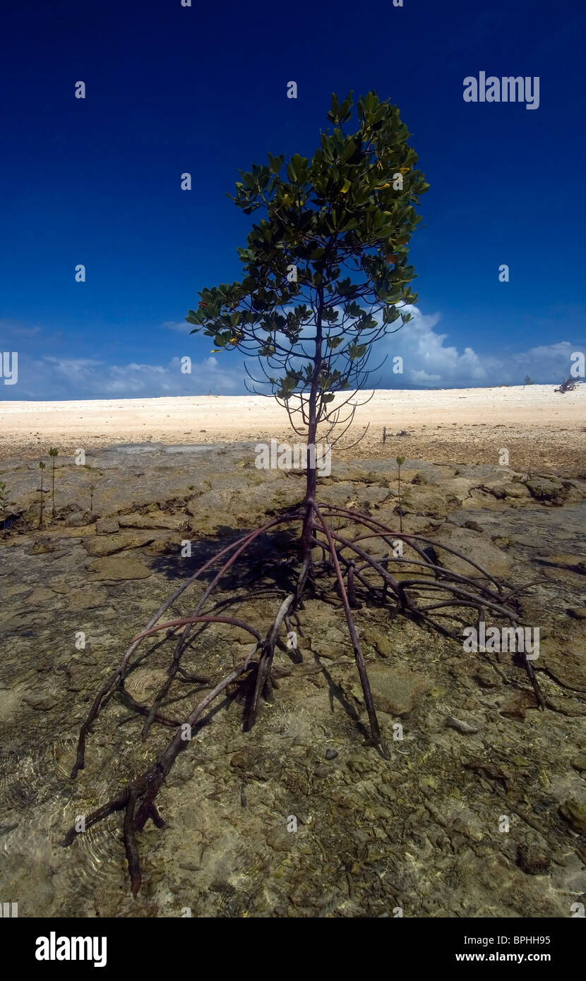 Lone red mangrove sapling (Rhizophora stylosa) colonising intertidal zone at Russell Island, Frankland Islands National Park Stock Photo
