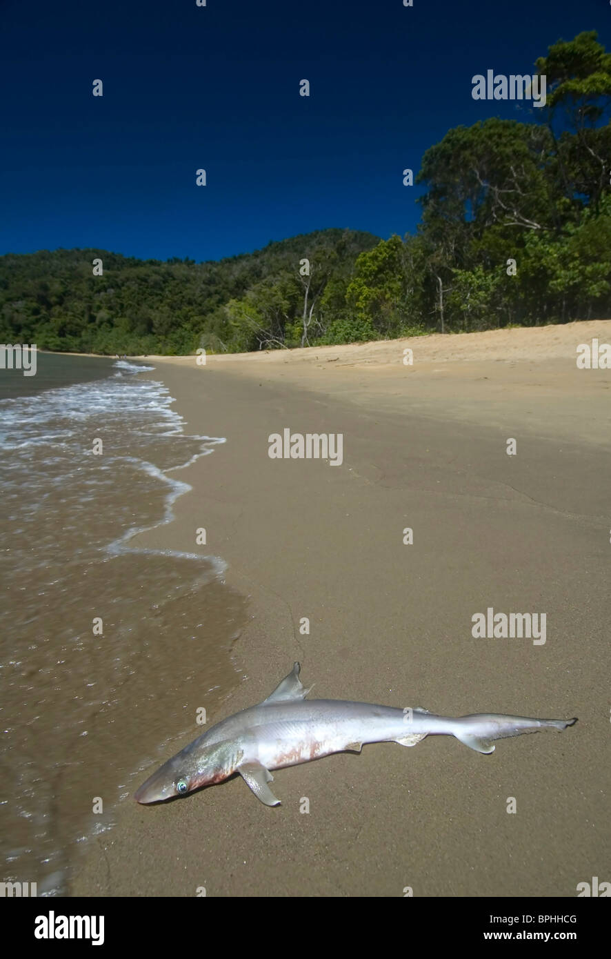 Dead baby milk shark (Rhizoprionodon acutus) washed up on beach, Ella Bay National Park, Queensland, Australia Stock Photo