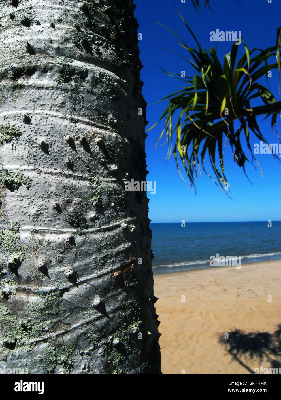 Pandanus palm on beach, Ella Bay National Park, Queensland, Australia Stock Photo