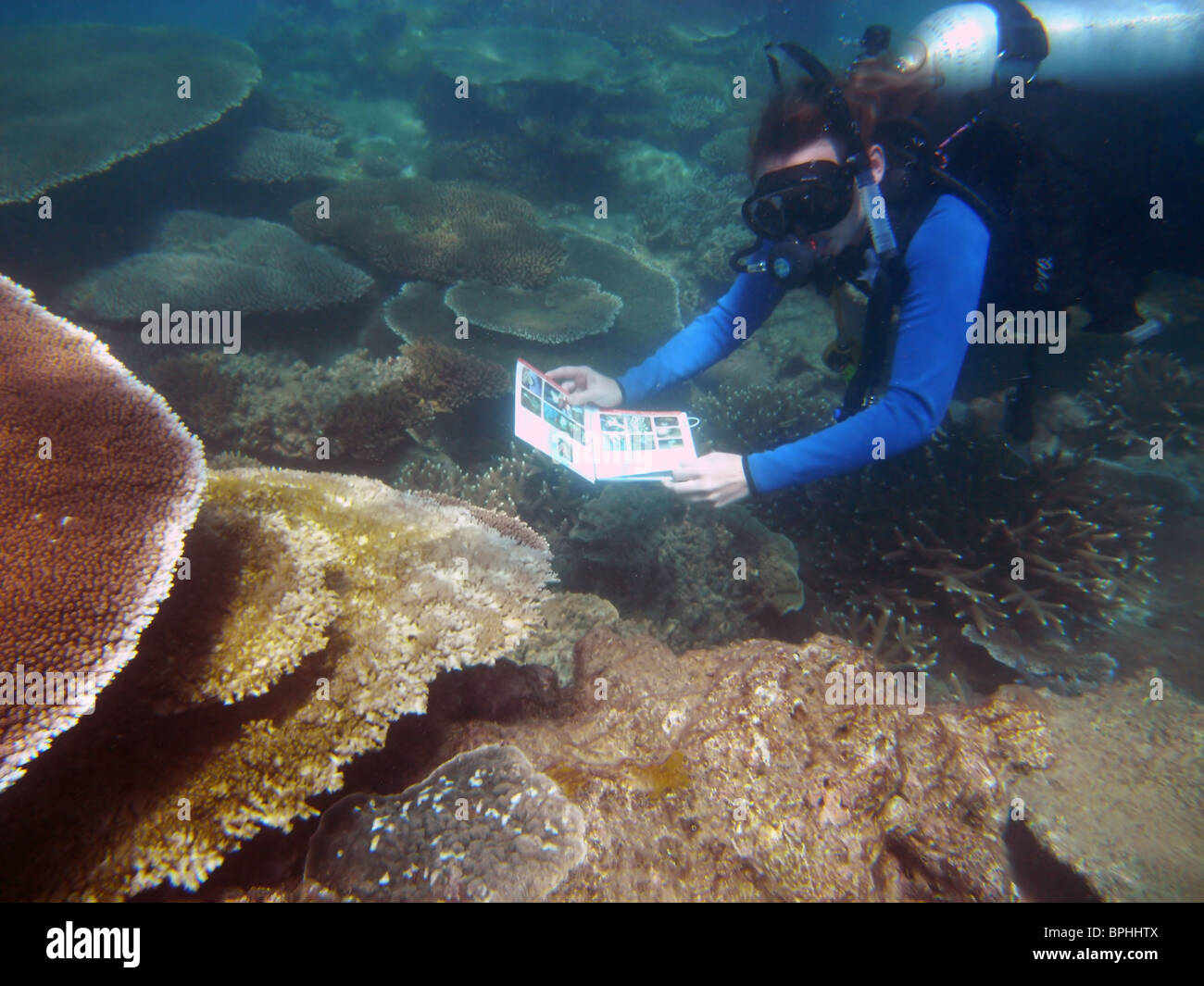 Scuba diver using underwater guidebook to check for coral disease, Great Barrier Reef Marine Park Stock Photo