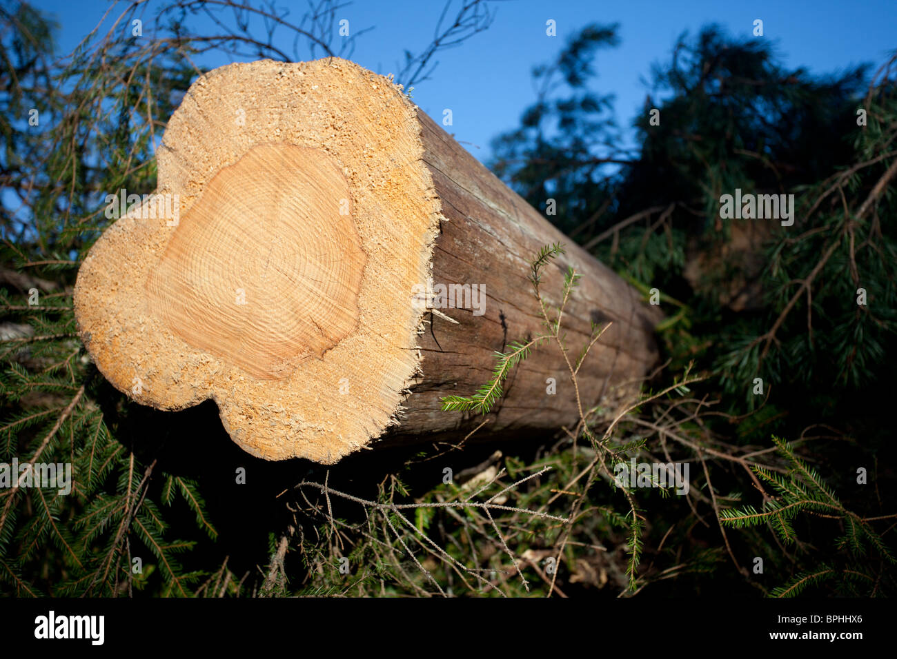 Closeup and cross section of the cut tree trunk . Has solid heartwood