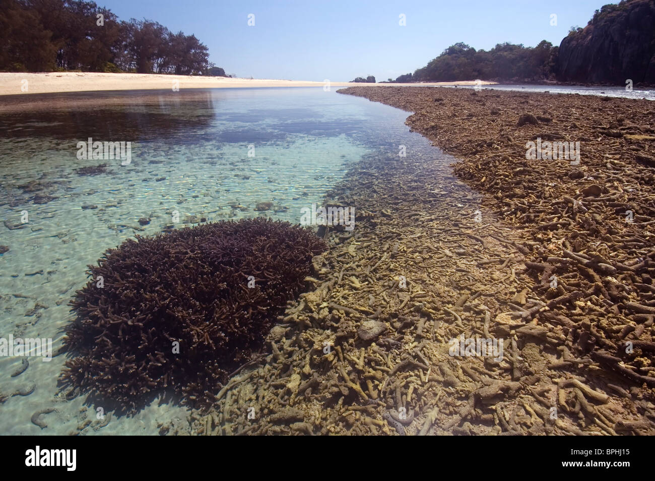 Healthy Acropora coral growing in lagoon, Russell Island, Frankland Islands National Park, Great Barrier Reef Marine Park Stock Photo