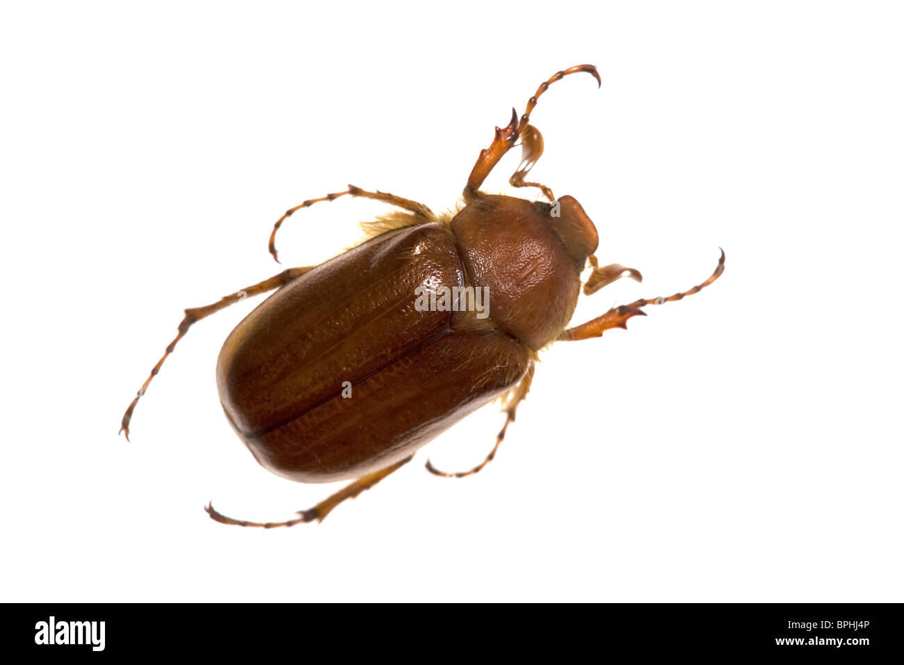 Summer chafer isolated on white. Stock Photo