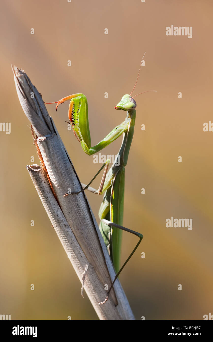 Mantis sitting still on a straw waiting for her prey. Stock Photo