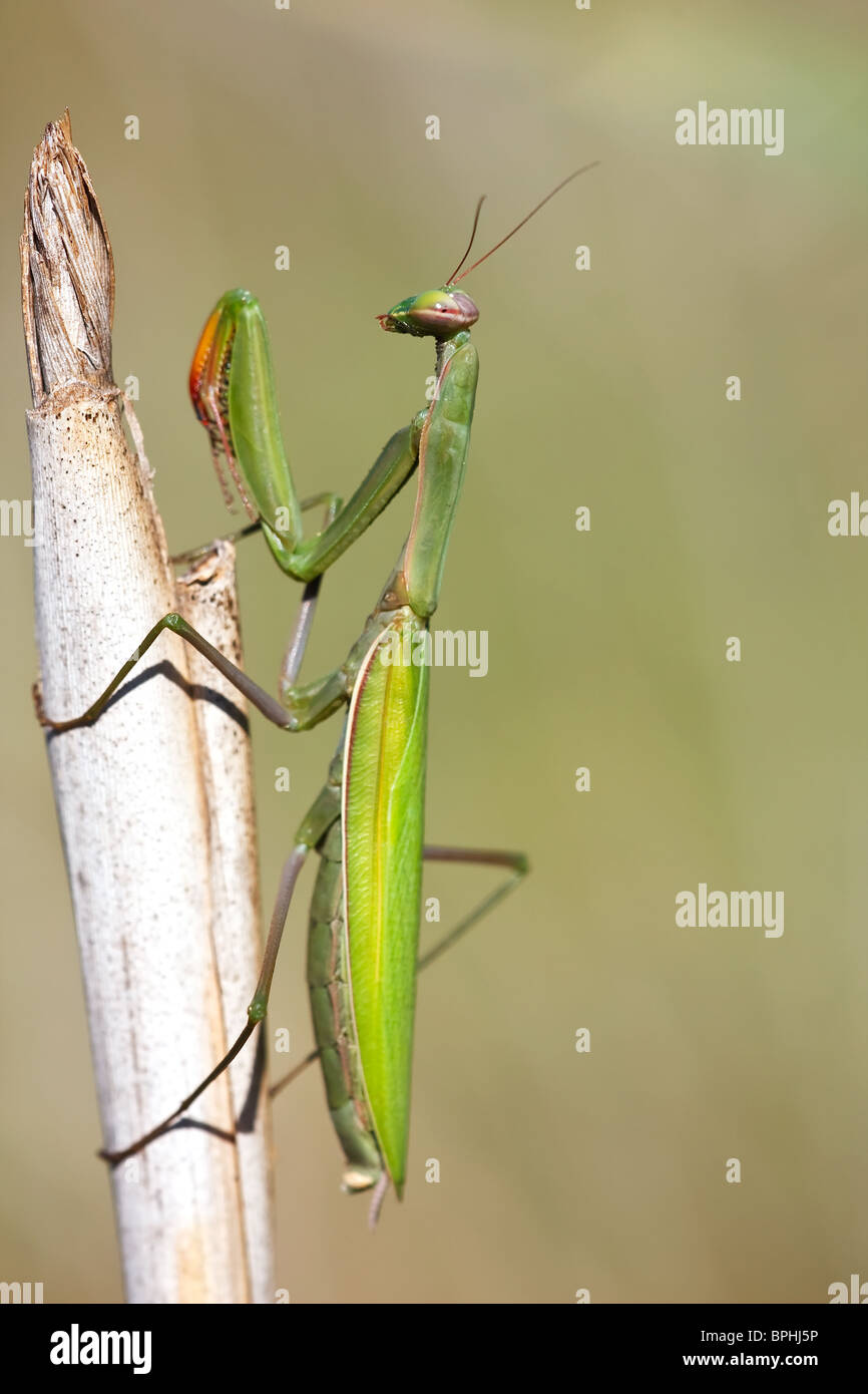 Mantis sitting still on a straw waiting for her prey. Stock Photo