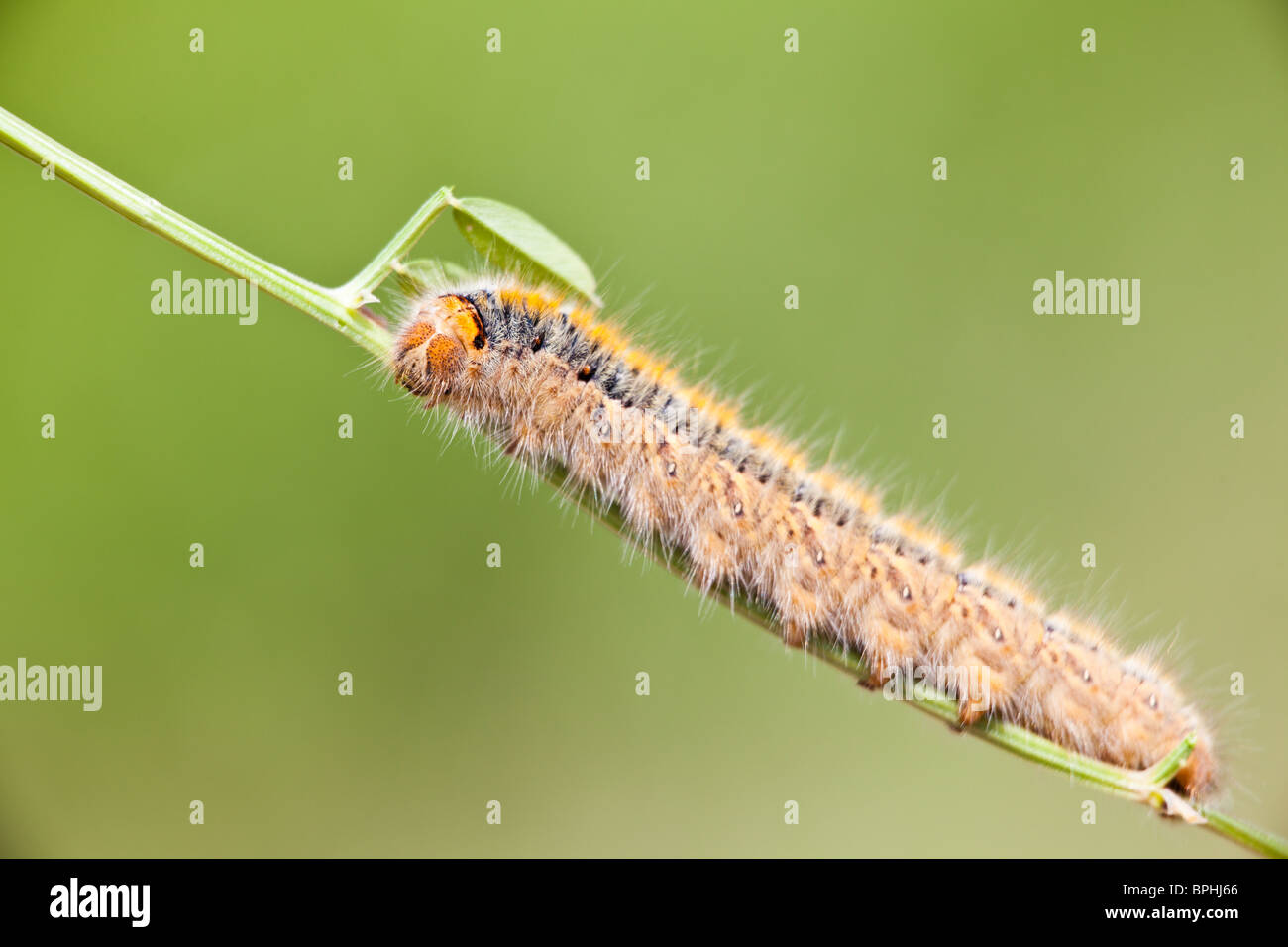 Grass Eggar Caterpillar eating on a small branch Stock Photo Alamy