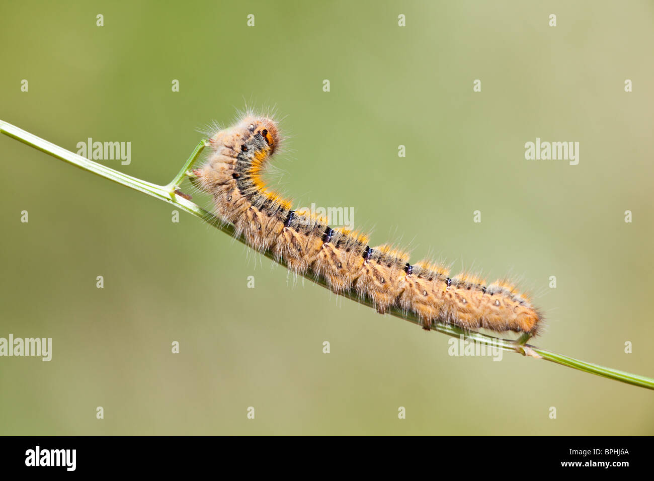 Grass Eggar Caterpillar eating on a small branch Stock Photo Alamy