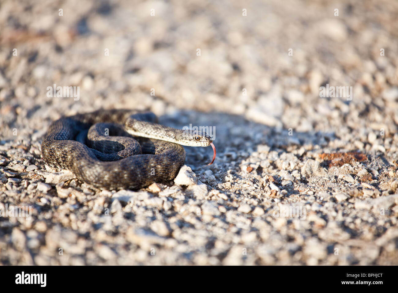 Dice snake in a defensive position. Stock Photo