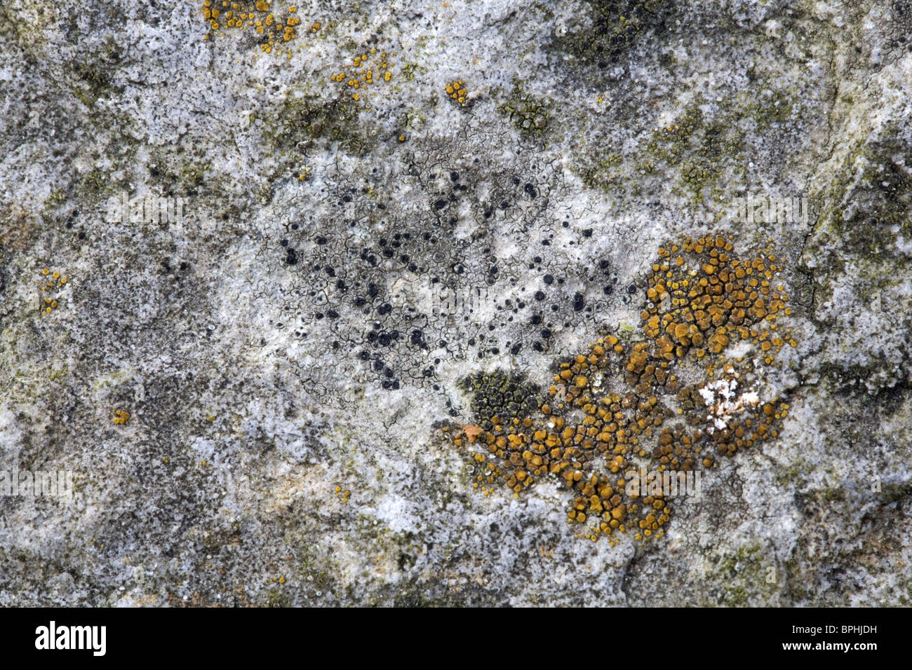 Lichens Rhizocarpon reductum (black spots) and Caloplaca holocarpa (yellow) on granite, Streefkerk, Holland Stock Photo