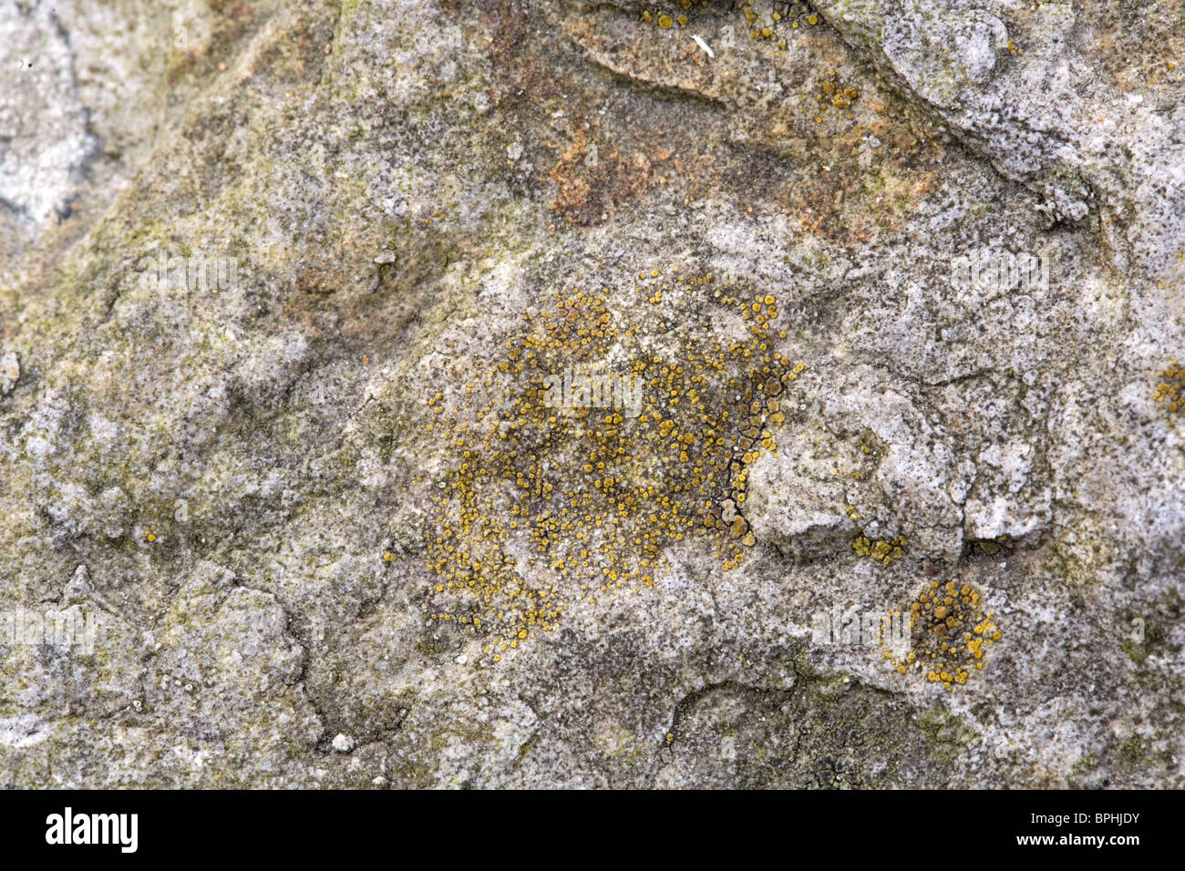 Close up of the lichen Caloplaca holocarpa (yellow) on granite, Streefkerk, Holland Stock Photo
