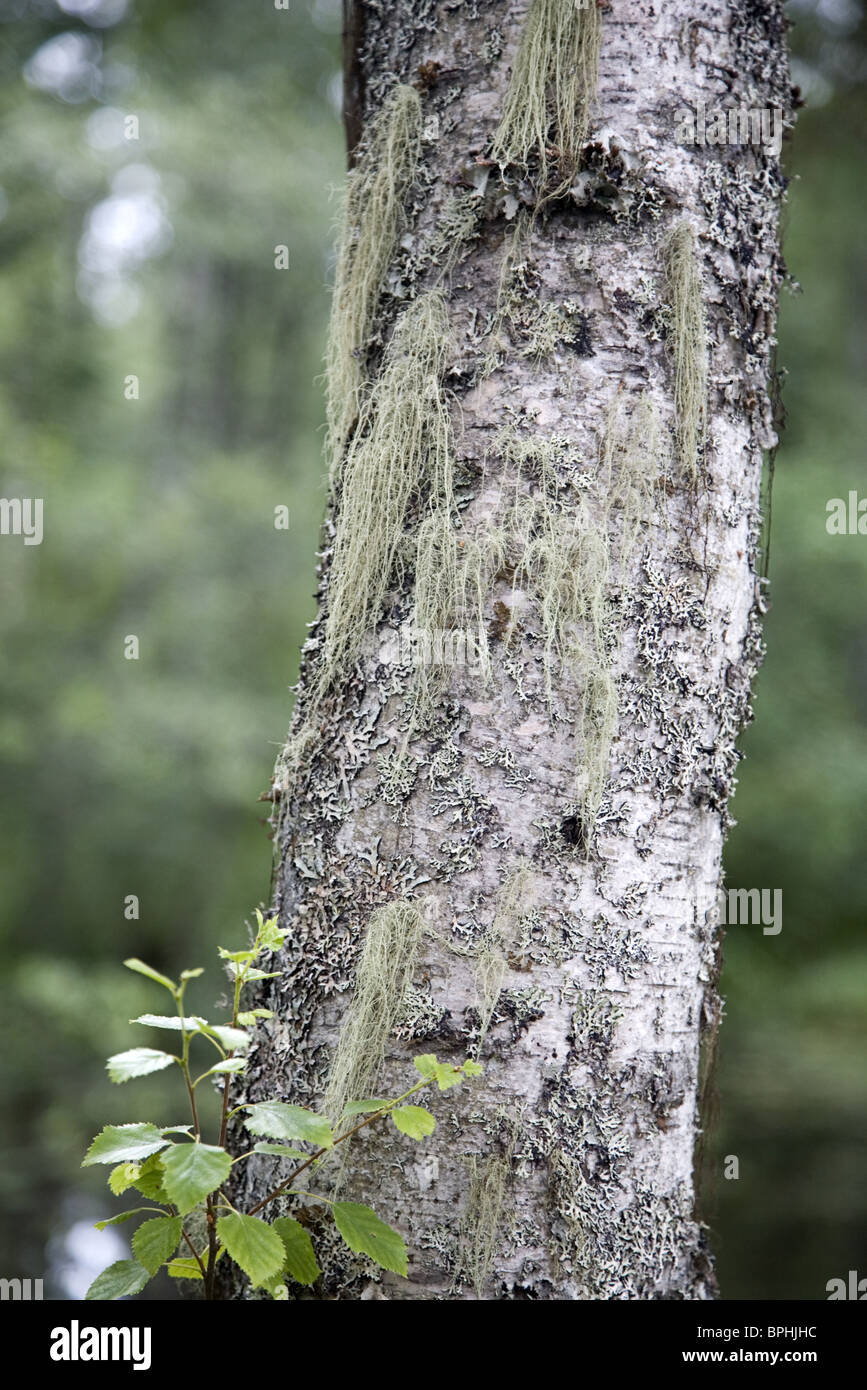 Beard lichen Usnea subfloridana growing on a birch, Sweden Stock Photo