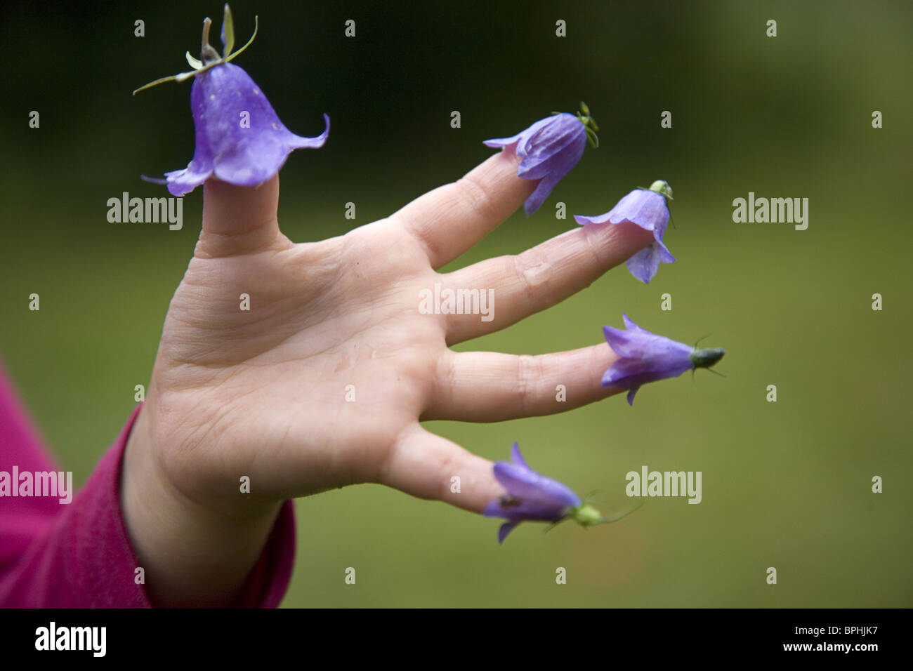 Hand of young girl with blue flower bells of Campanula on all her fingers, Arjang, Dalsland, Sweden Stock Photo