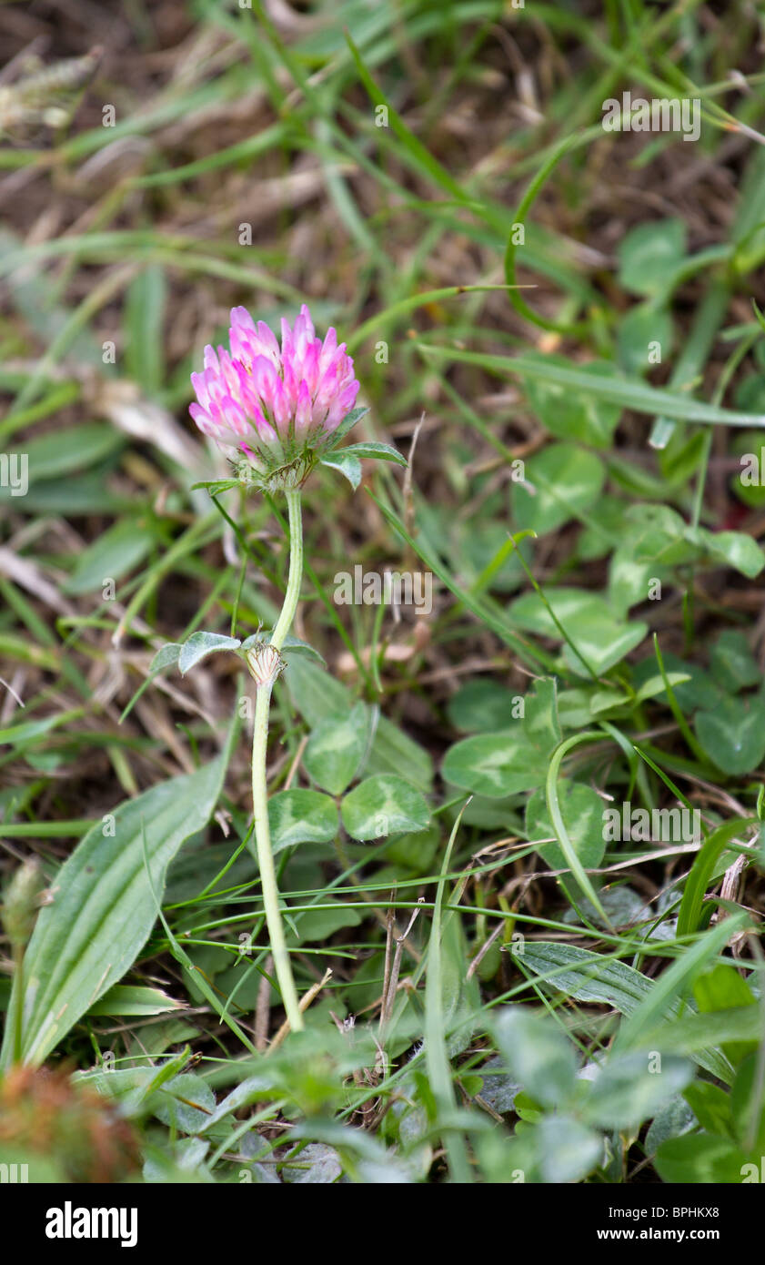 Deep pink Clover flower (Trifolium) in bloom, Sussex, UK Stock Photo
