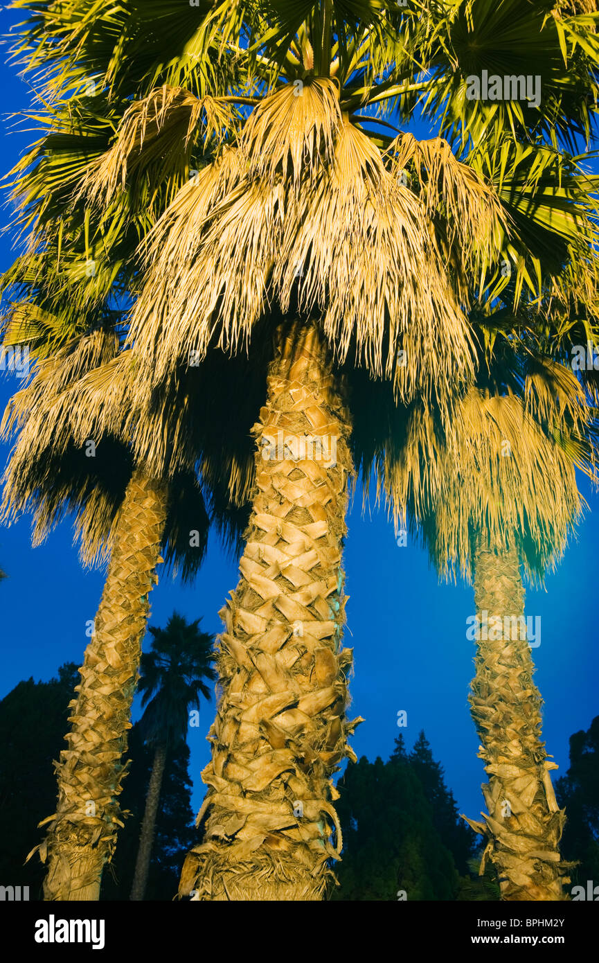 Palm Trees at night with streetlights, Oakland, California USA Stock