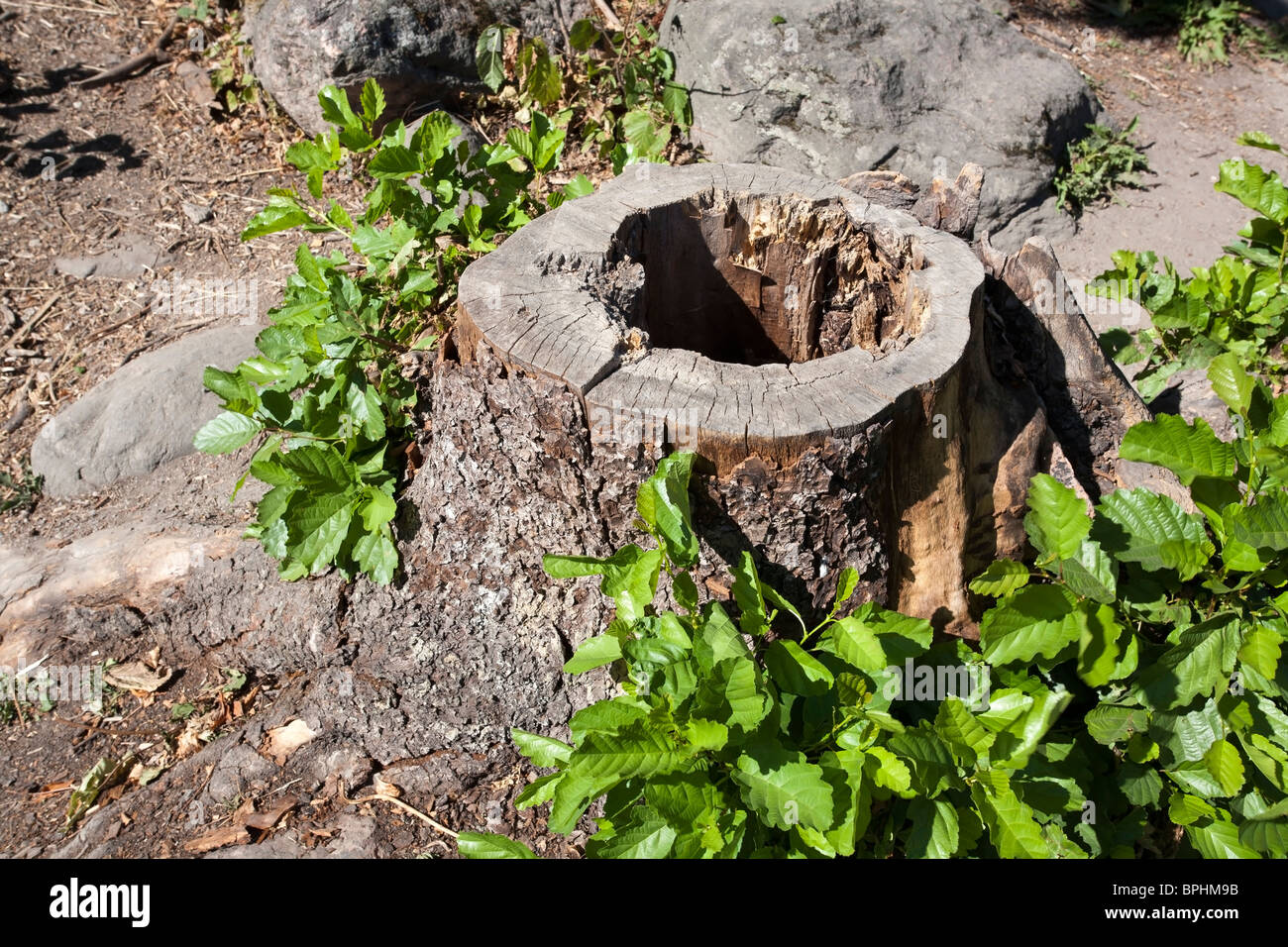hollow tree stump on forest floor Stock Photo Alamy