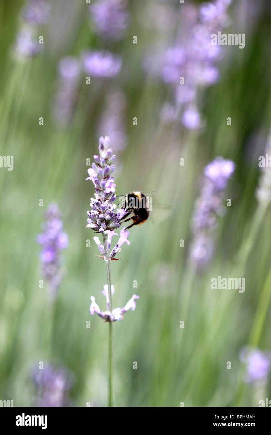 Bee feeding on lavender Stock Photo Alamy