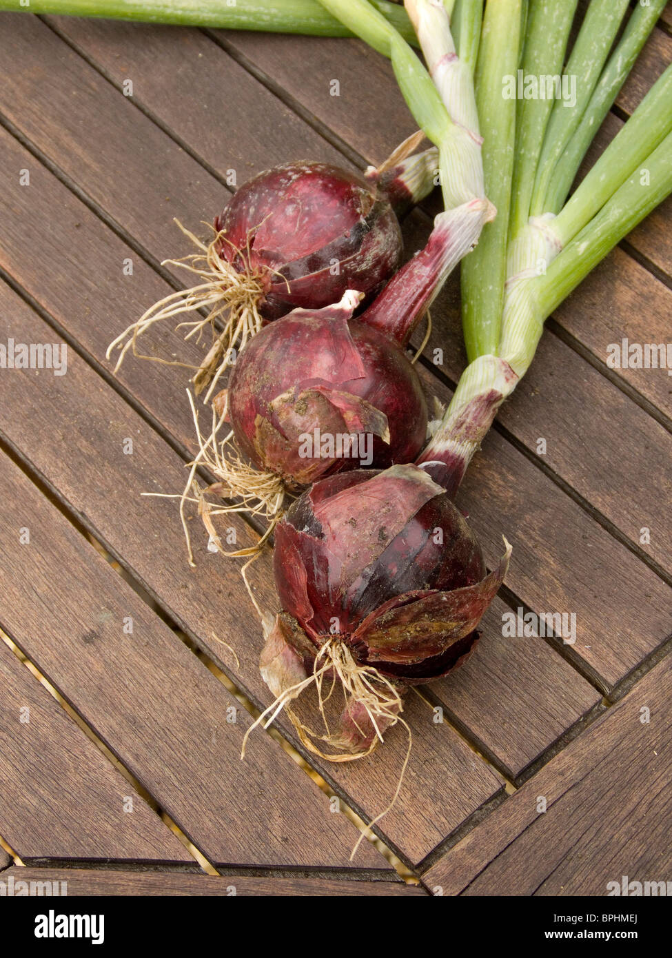 Home grown red onions just lifted and displayed on a wooden slatted garden table, onions with roots and stems Stock Photo