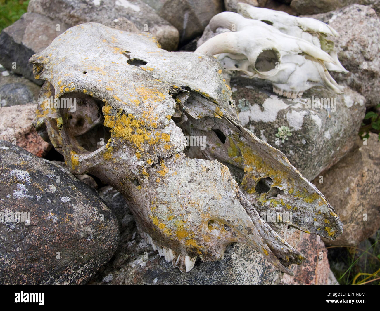Animal Skulls on Stone Wall, South Uist, Outer Hebrides Stock Photo