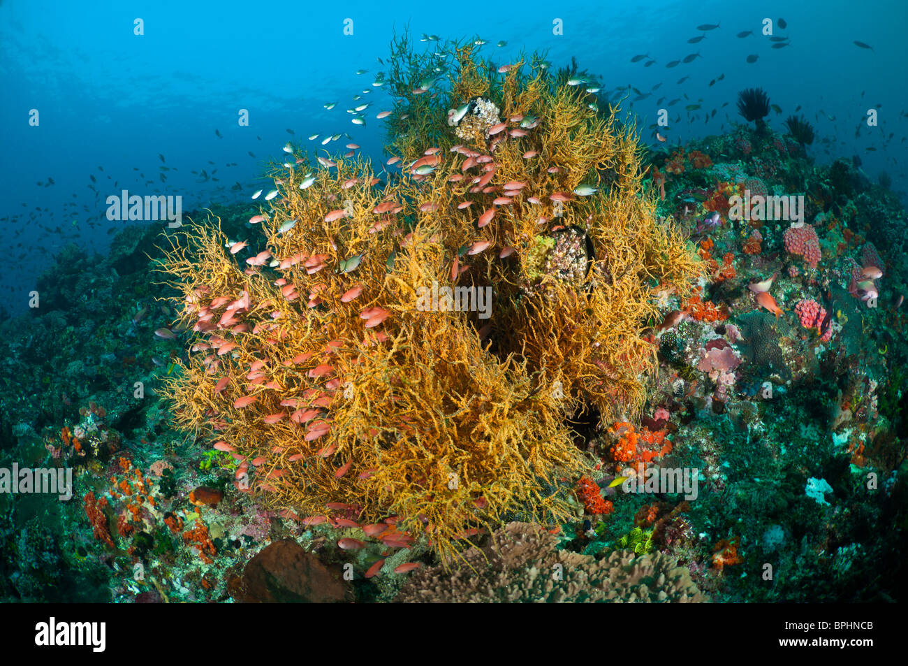 Black coral bush and anthias, Komodo National Park, Nusa Tenggara, Indonesia. Stock Photo