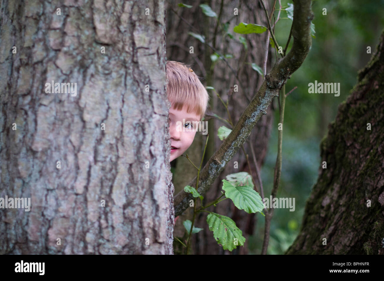 Young boy peeping around tree in woodland Norfolk August Stock Photo