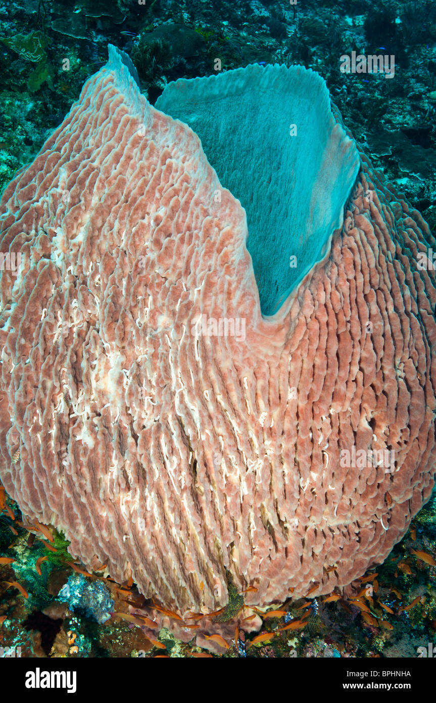 Barrel sponge, Komodo National Park, Nusa Tenggara, Indonesia. Stock Photo