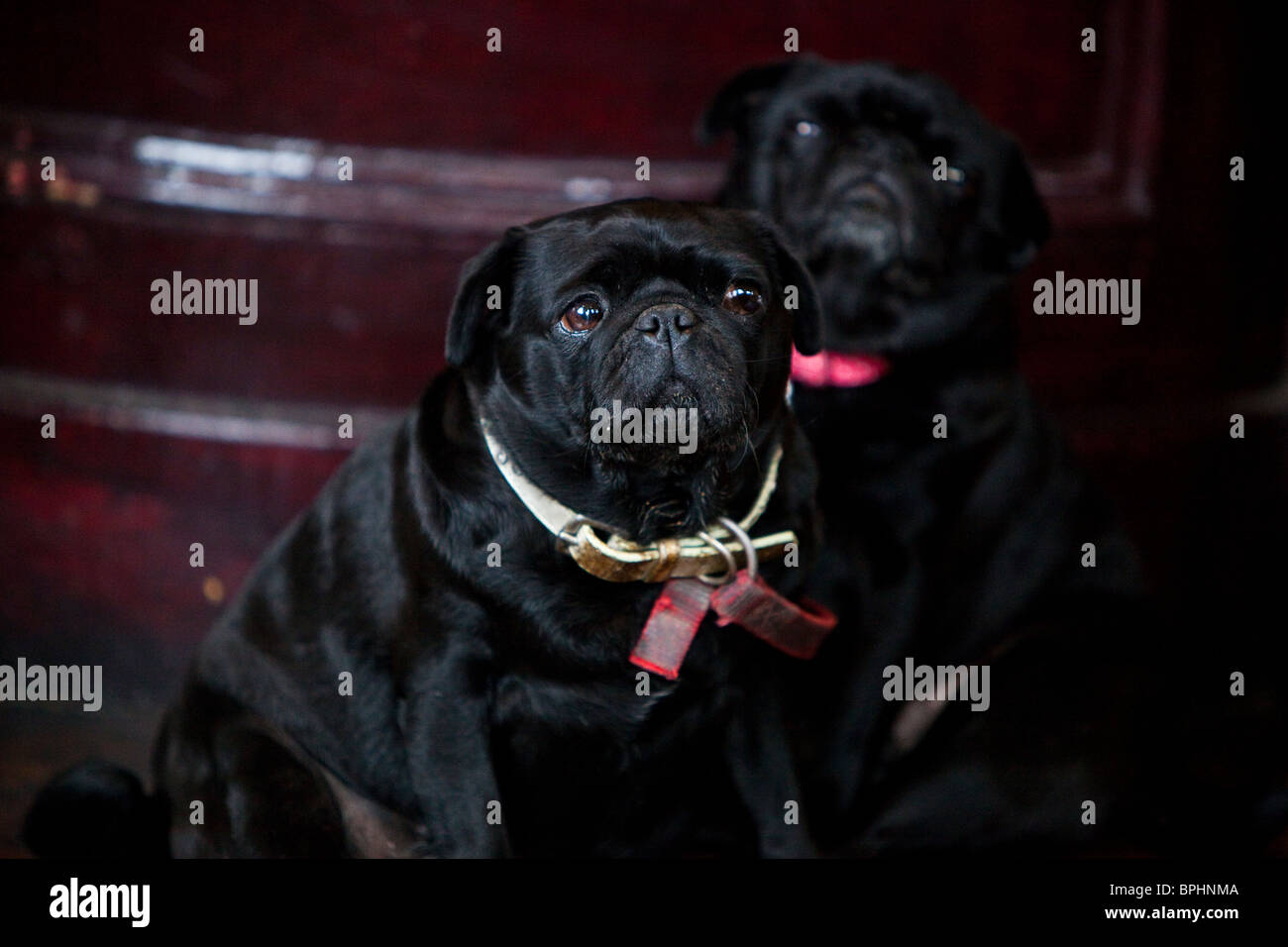 Two pet dogs looking bored Stock Photo