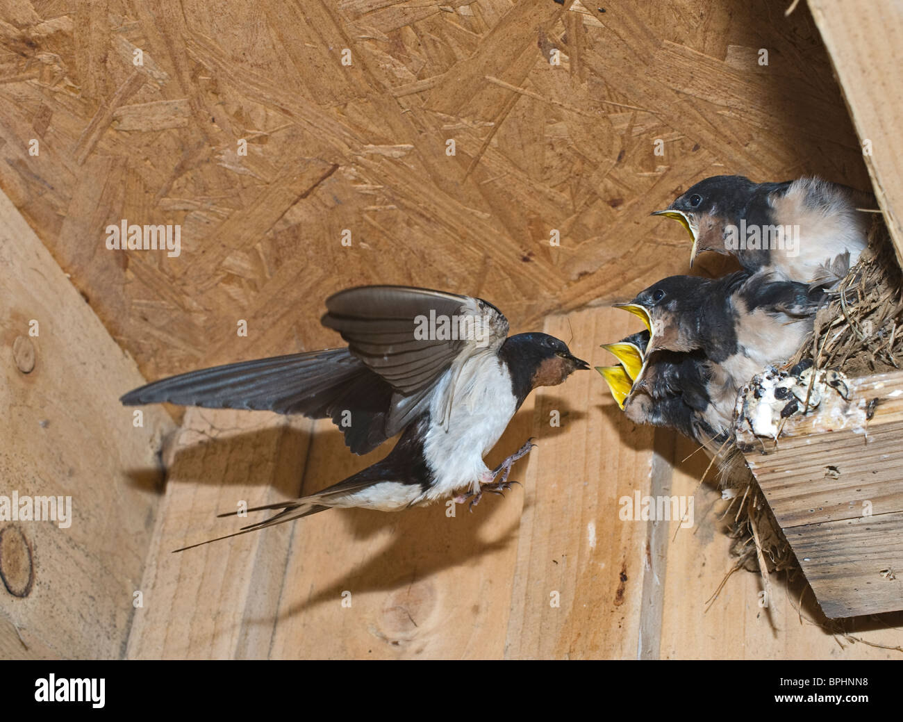 Barn Swallow Hirundo Rustica Adult Feeding Young In Nest Cley