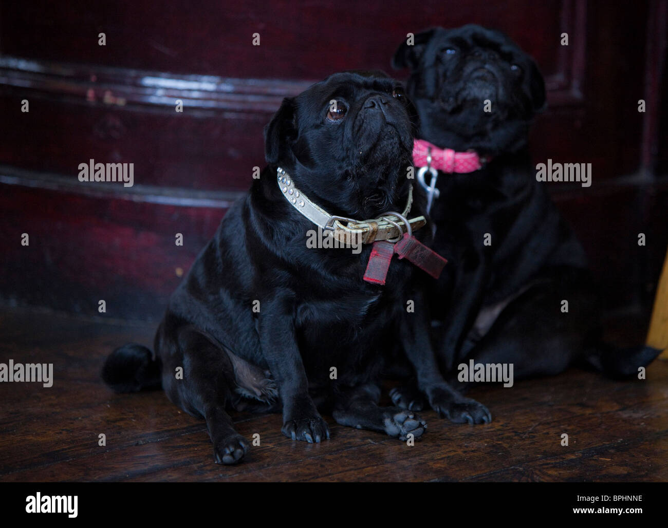 Two dogs seated Stock Photo