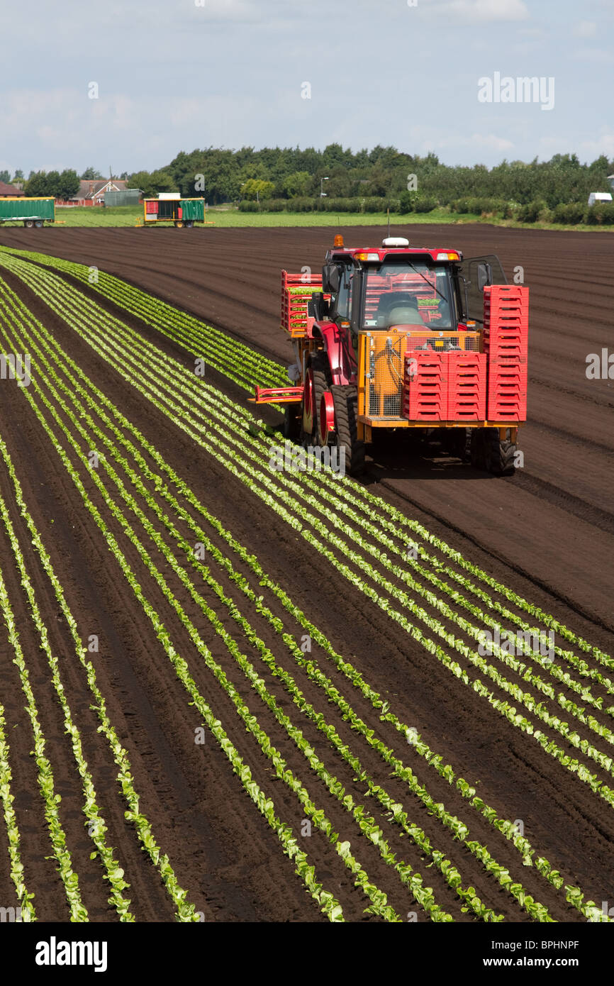 Automatic Planting Machine Lettuce planters Tractor and Seeder at Stock