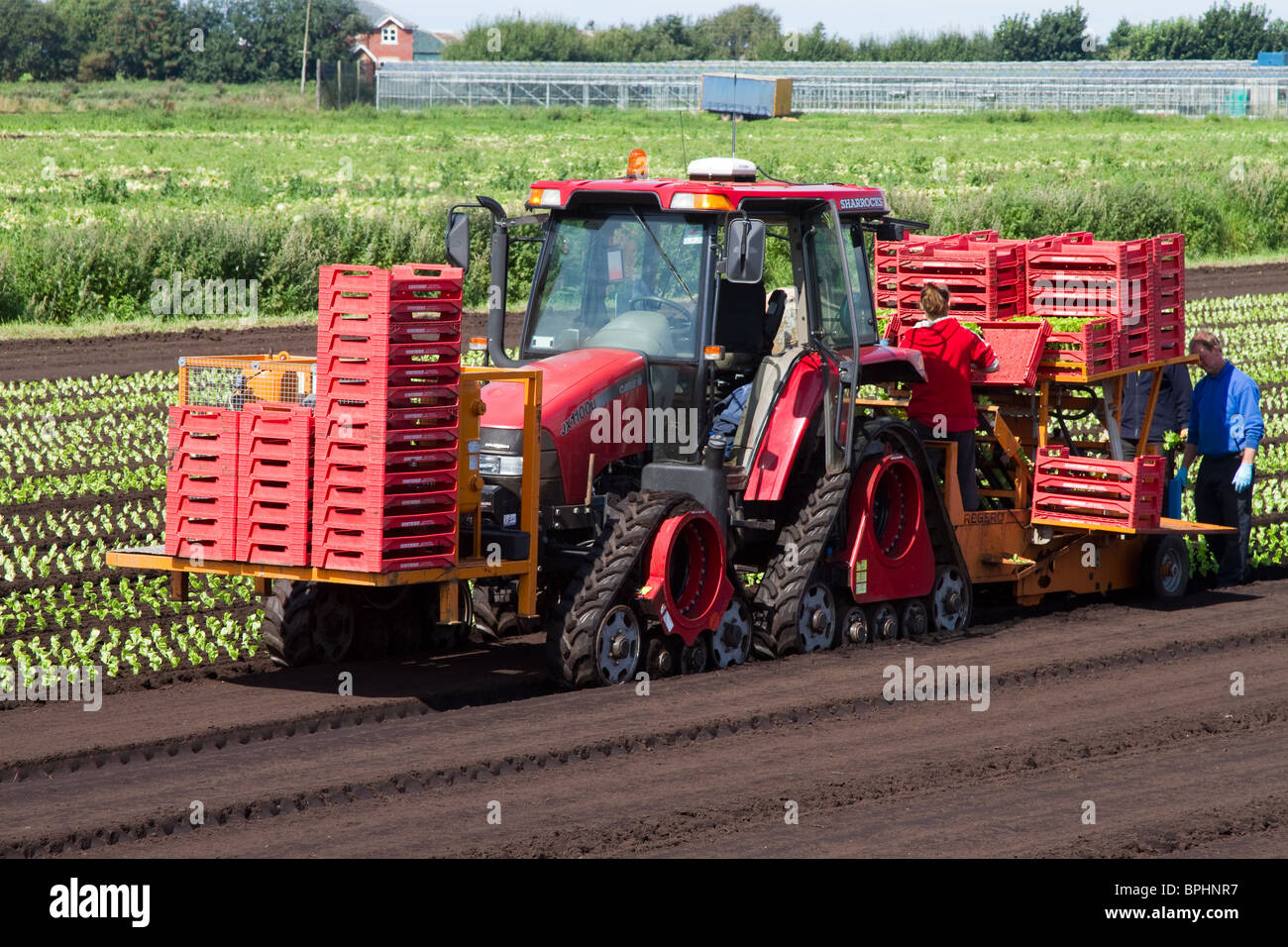 Automatic Planting Machine Lettuce planters Tractor and Seeder at Mere ...