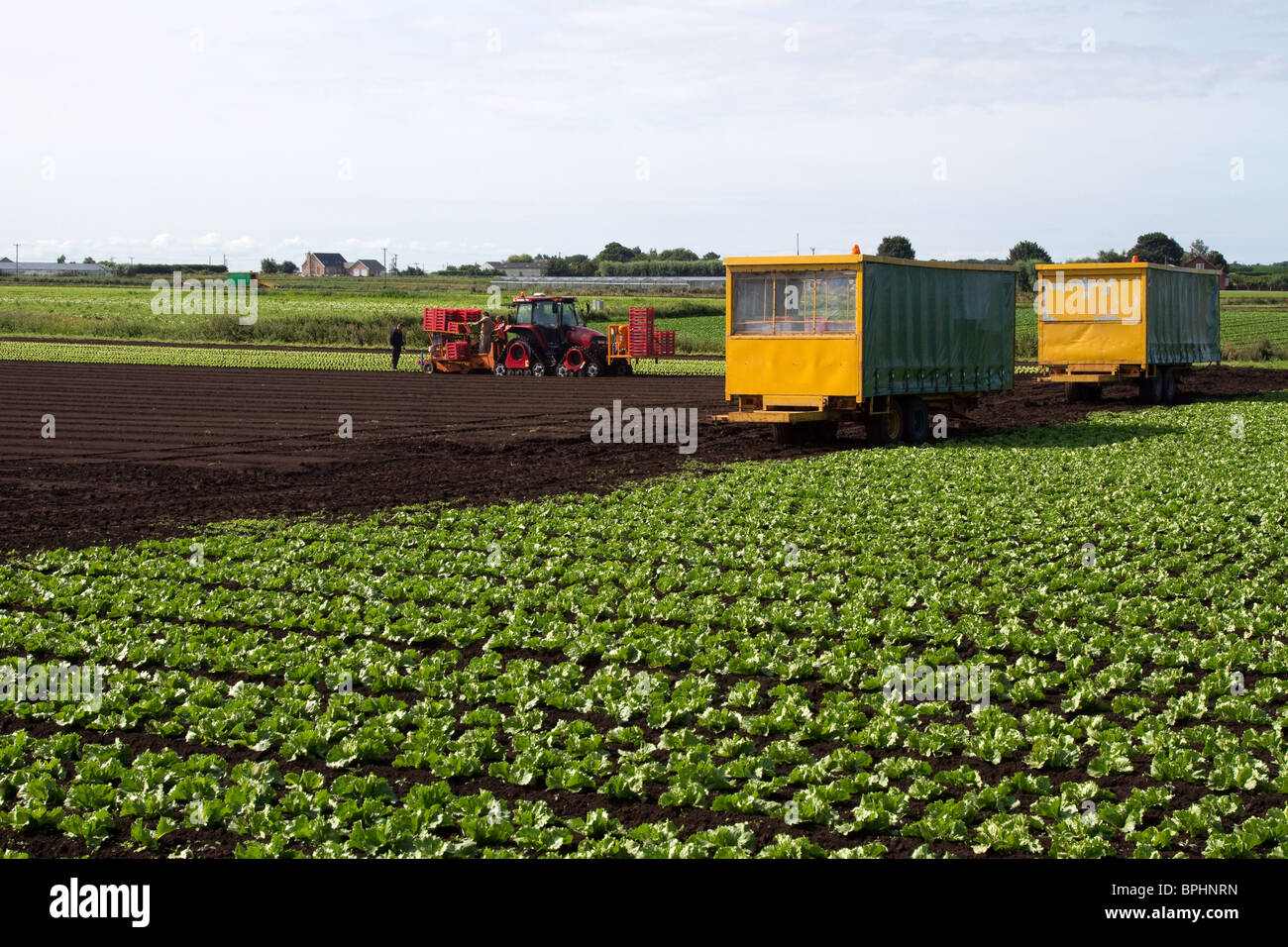 Lettuce Planting with planters Tractor and Seeder at Mere Brow, Hesketh