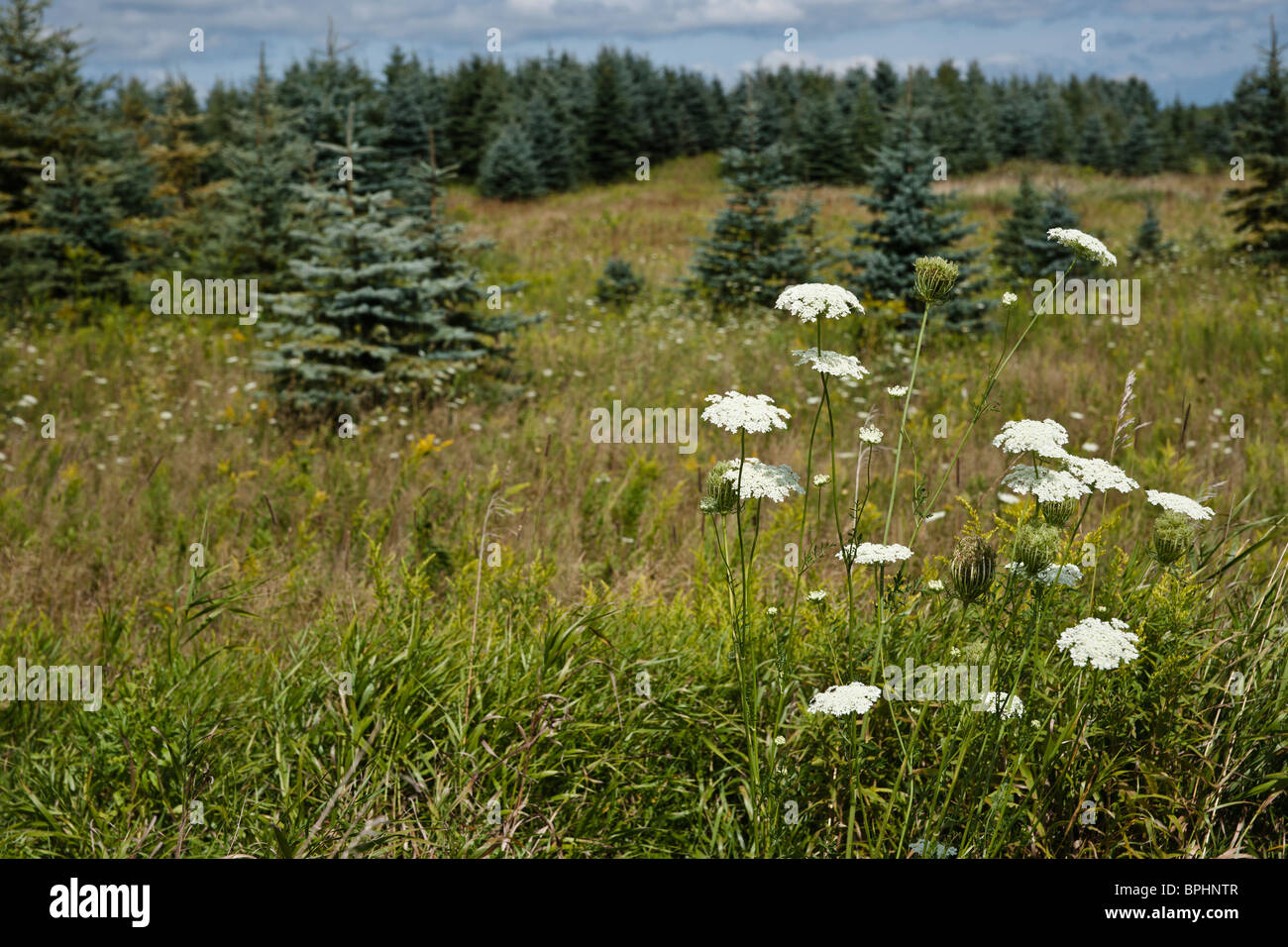 A rural Michigan landscape with Queen Ann's Lace wildflowers Colorado Blue Spruce trees in background nobody wallpapers wallpaper hi-res Stock Photo