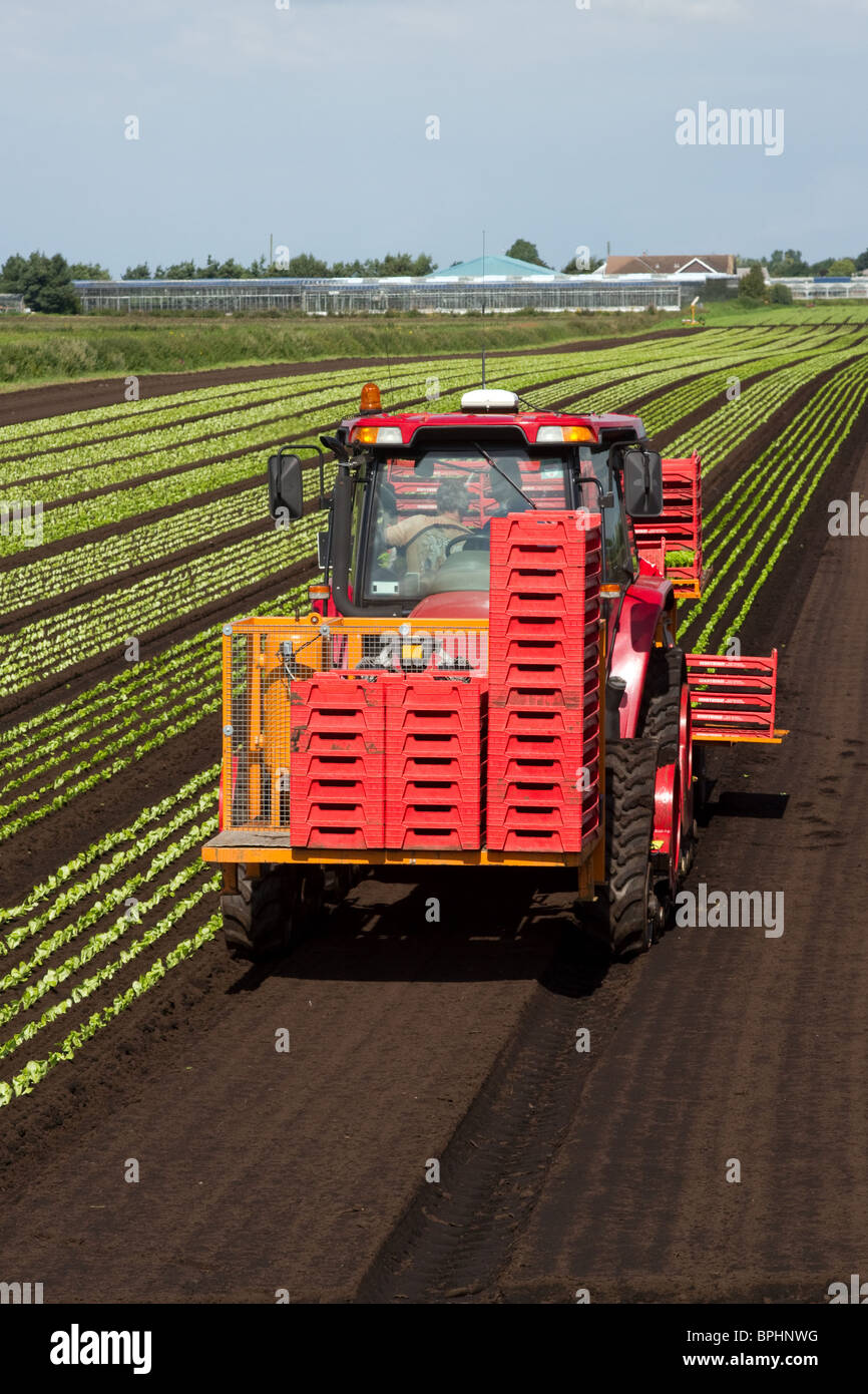 Automatic Planting Machine Lettuce planters Tractor and Seeder at Mere ...