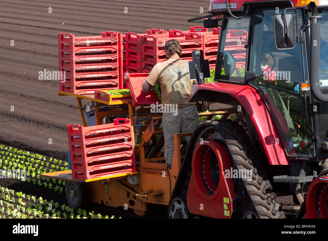 Automatic Planting Machine Lettuce planters Tractor and Seeder at Mere