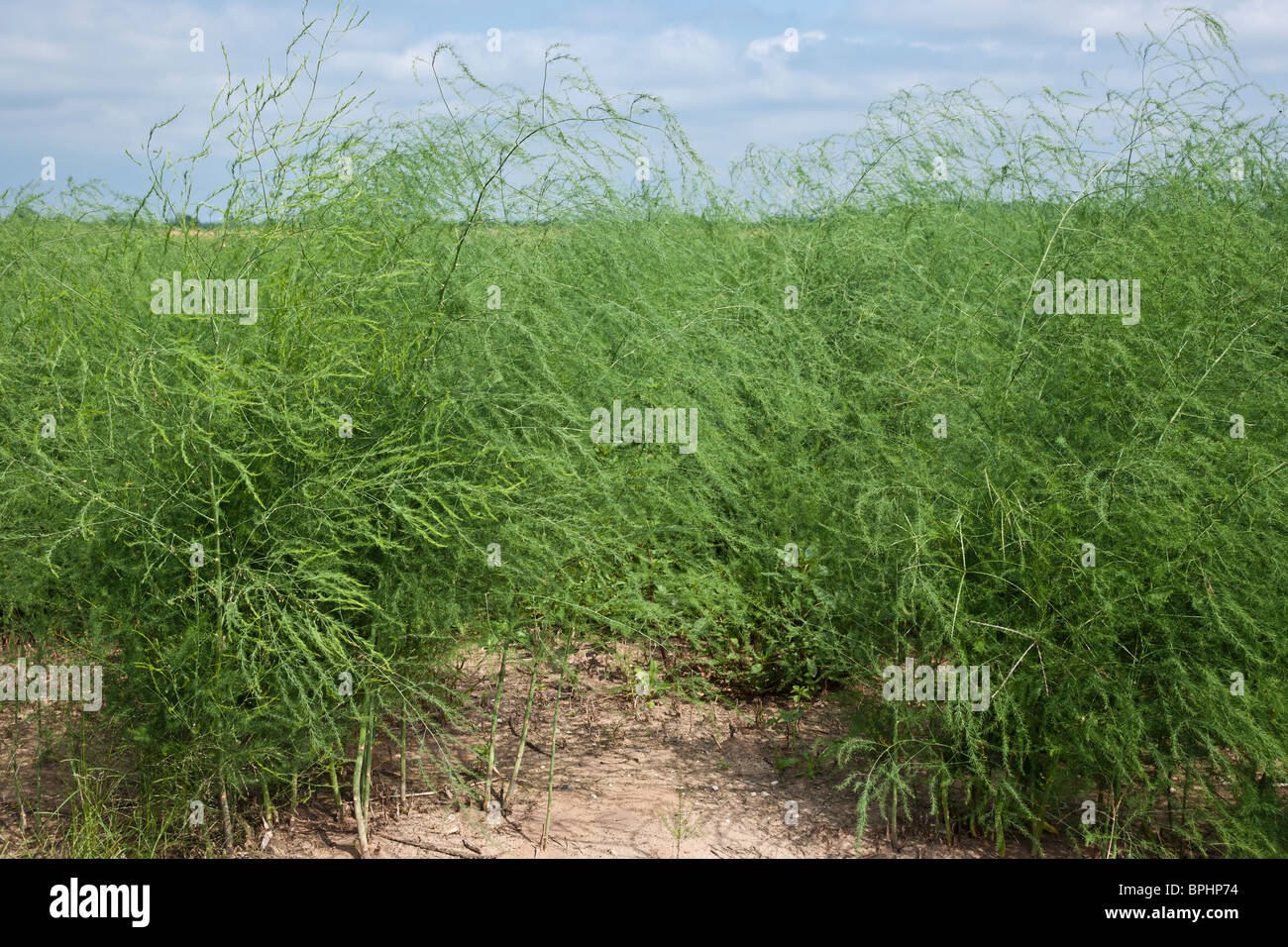 American farming Growing Asparagus officinalis fern field cultivation in Michigan MI USA close up closeup nobody not people Stock Photo