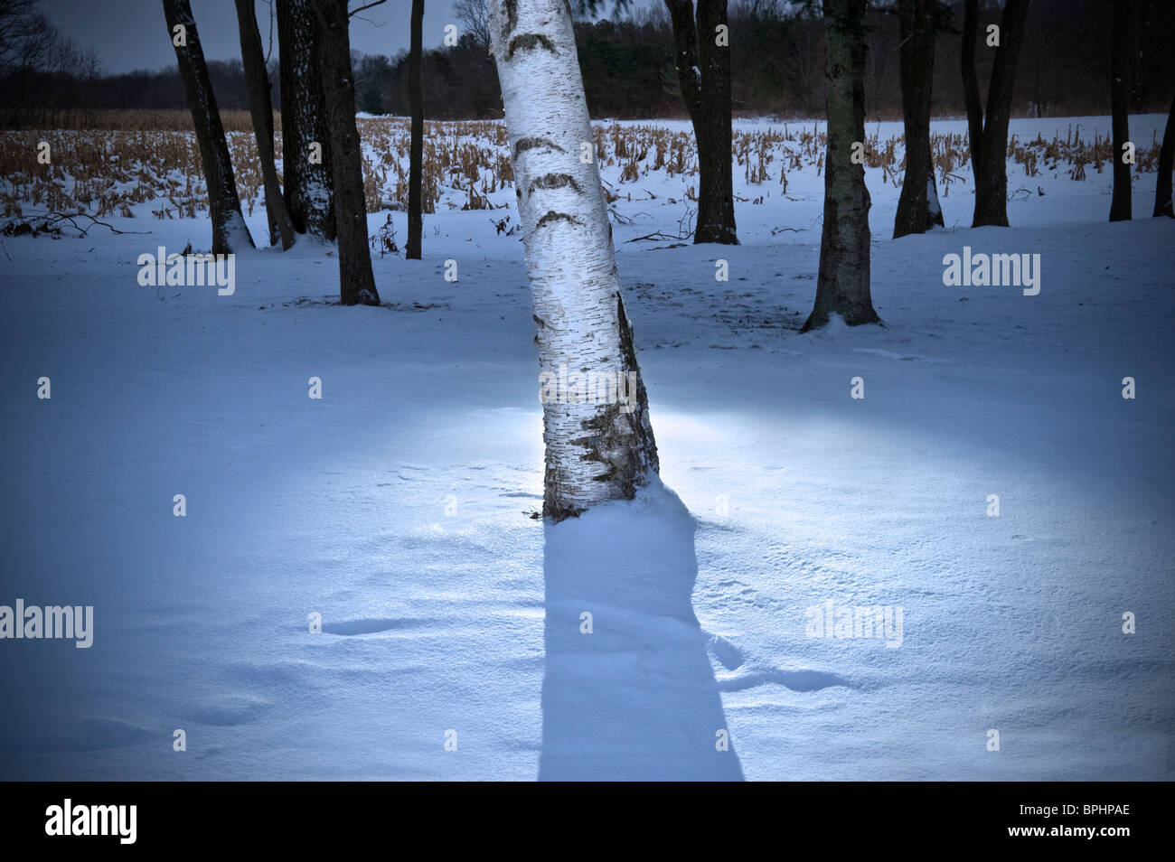 White Birch Tree With Light At Night In Winter, Michigan, USA Stock Photo