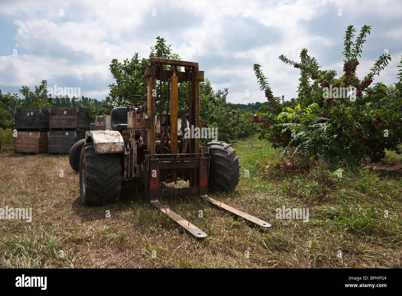 Apple harvest lift tractor wooden crates full of apples on branches trees orchard from above in in Michigan MI nobody hi-res Stock Photo