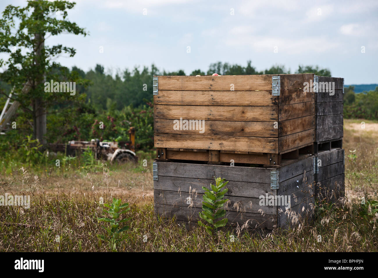 Apple harvest fruit wooden crates full of apples field orchard with machine export fruits in Michigan MI USA horizontal nobody hi-res Stock Photo