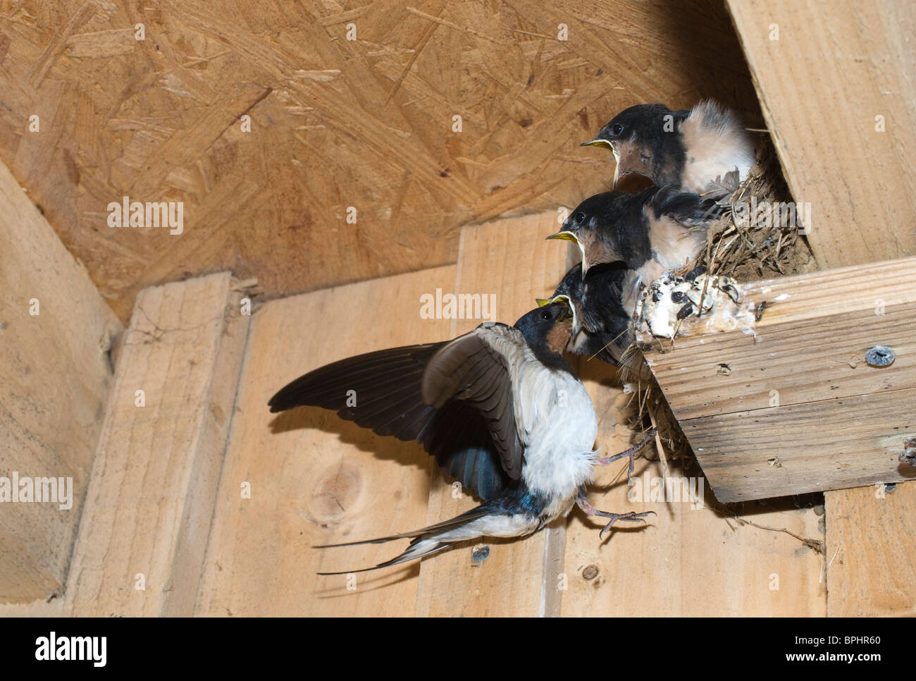 Barn Swallow Hirundo rustica adult feeding young in nest Cley Norfolk