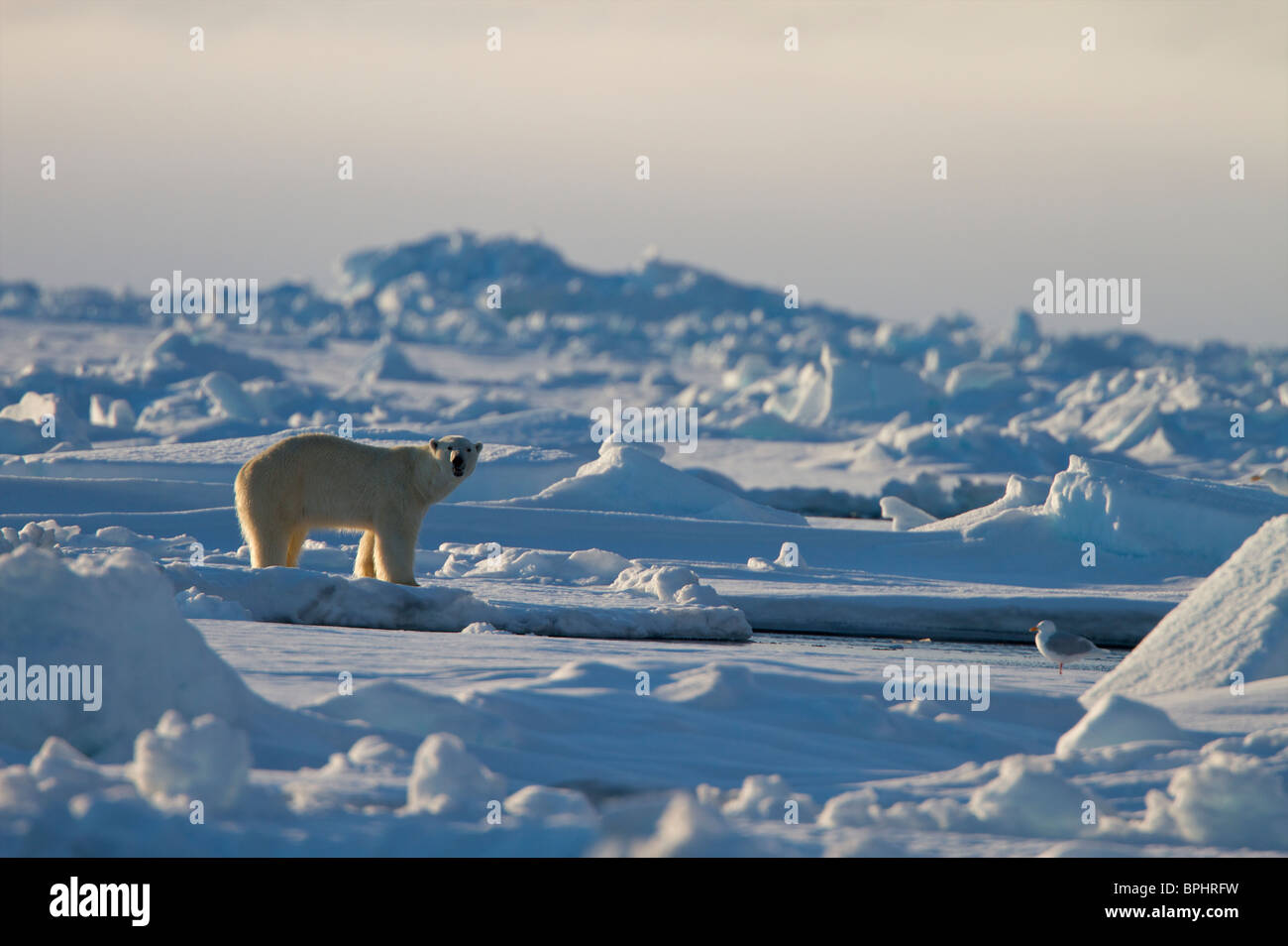 Polar Bear on floe edge ice Canadian high Arctic Stock Photo