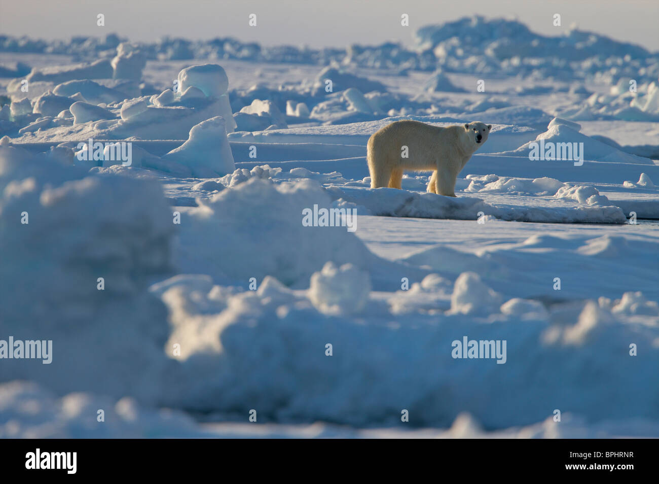 Polar Bear on floe edge ice Canadian high Arctic Stock Photo