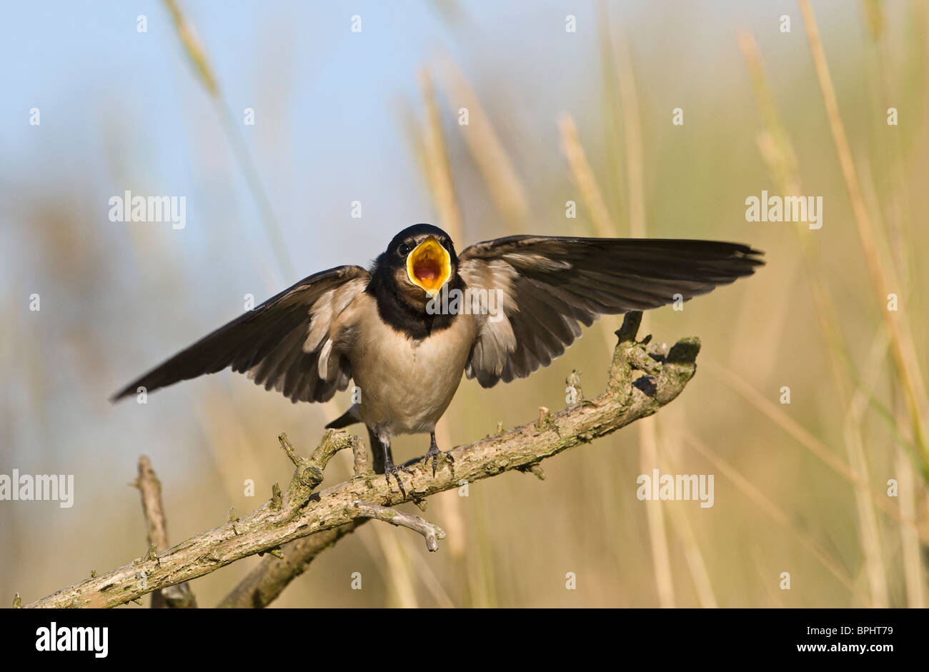 Swallow Hirundo rustica fledged young begging for food Cley Norfolk September Stock Photo