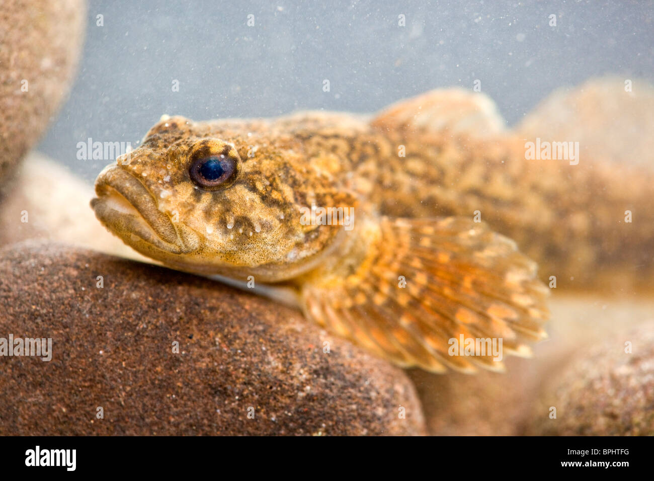 Bullhead; Cottus gobio; photographed in a tank; or Miller's Thumb Stock Photo