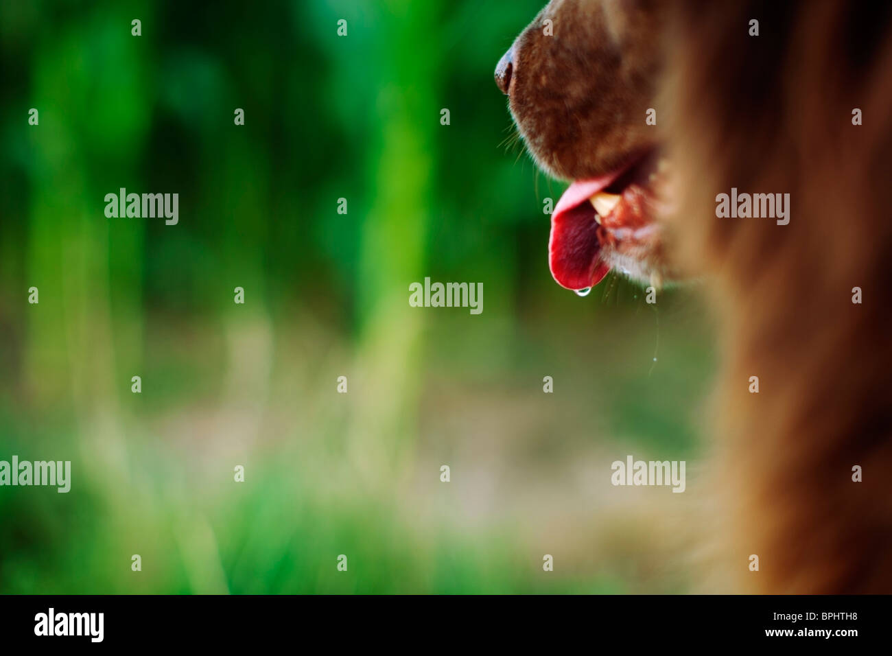 Dog salivating hires stock photography and images Alamy