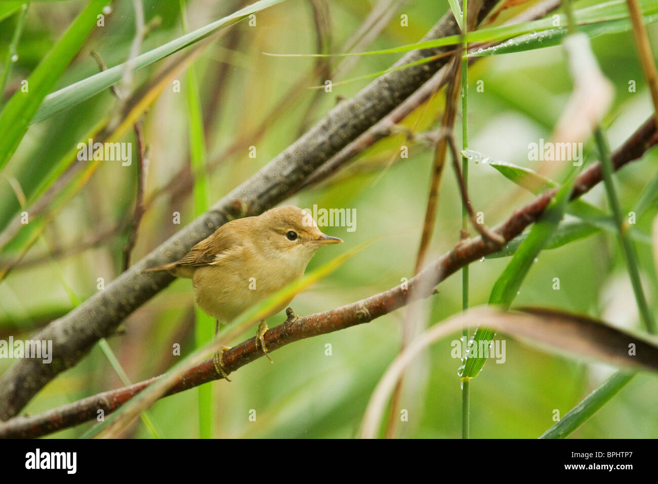 Reed warbler perched in a tree at Westhay Moor Nature Reserve. Stock Photo