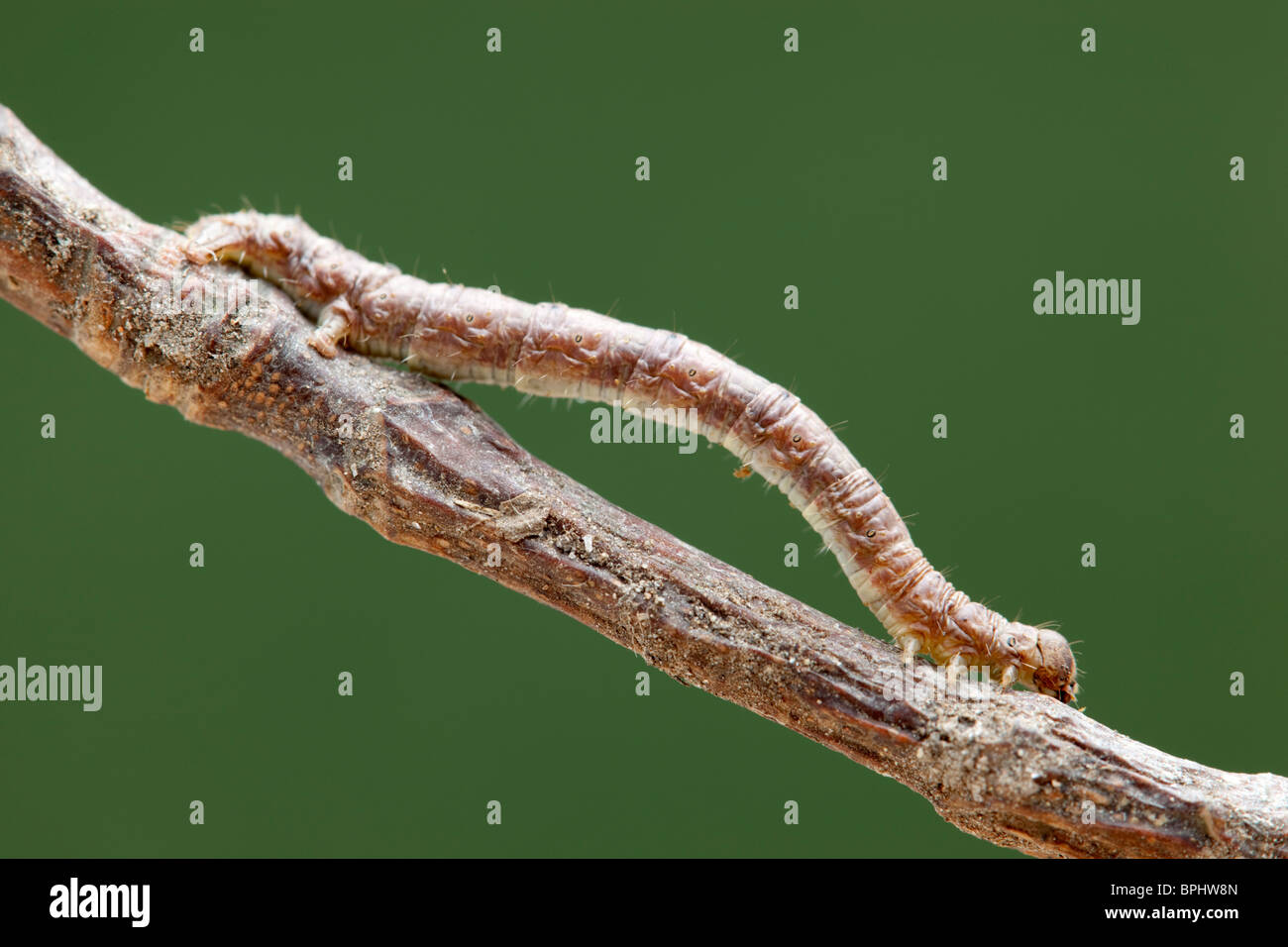 Looper caterpillar hi-res stock photography and images - Alamy